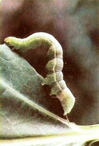 Identify and Get Rid of Cabbage Loopers Organically Image